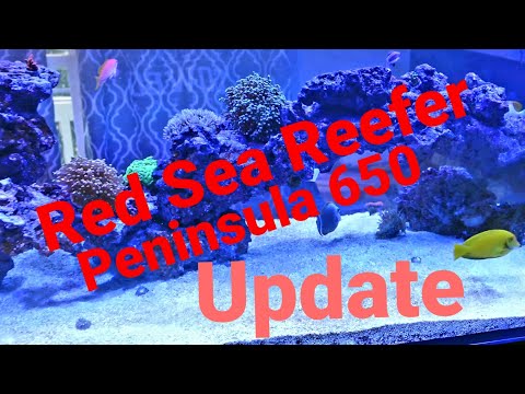 Reefing 54: A look @ the Red Sea Reefer Peninsula 650 & more on the new Custom Lid from Top Lids!