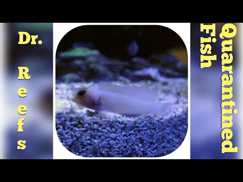 Reefing 63: DrReefsQuarantinedFish – Fish Shipment for the Red Sea Reefer Peninsula & MegaMatrix