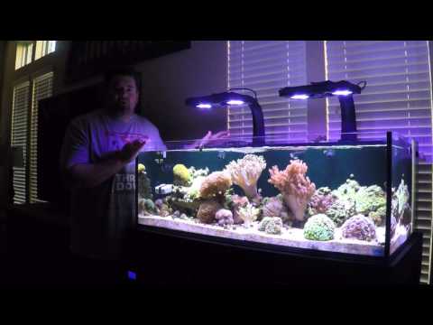 Reefing Texan Episode 2 – Review of the Innovative Marine SR80 Reef Tank
