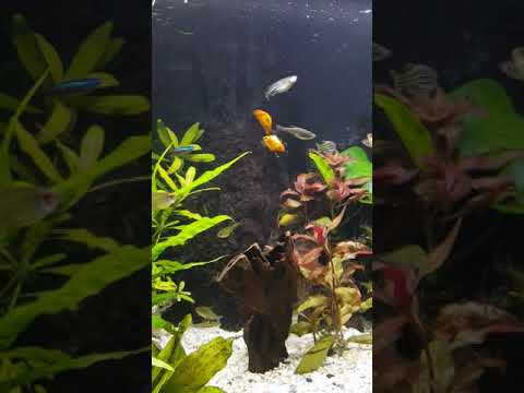 relaxed bij mn juwel aquarium