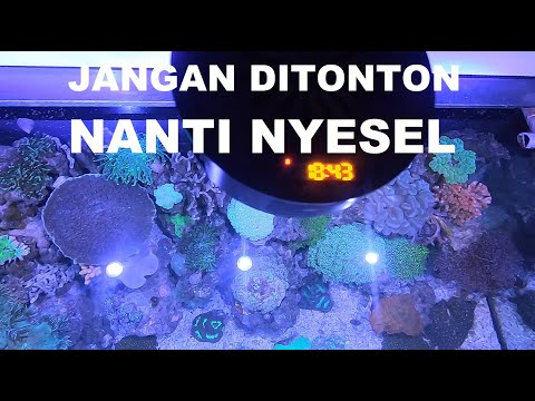 REVIEW LAMPU SPECTRA AQUA KNIGHT V2 setelah 7 BULAN PAKAI DI AQUARIUM LAUT