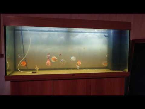 Review of the Juwel Rio 240 Led. And my setup of it and stocking!