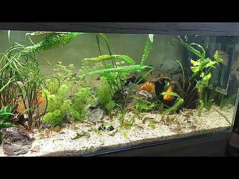 Rewolucja w akwarium 600 l.