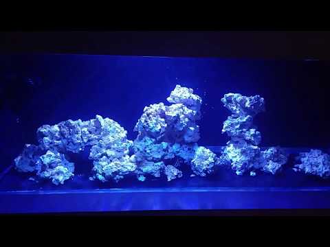 Rickets Reef – 140 Gal Kessil a360x Day 1