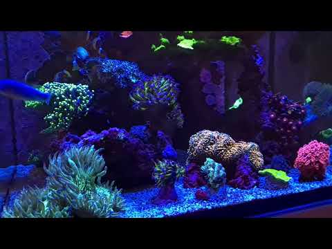 Riffaquaristik Meerwasser Red Sea Reefer 170 -》 Geschafft, Algen bekämpft ?