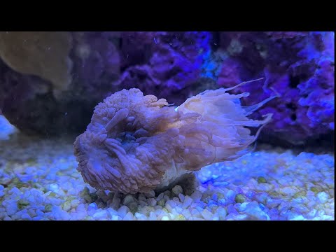 Riffaquaristik Meerwasser Red Sea Reefer 170 -》 Opfer von Brown Jelly???