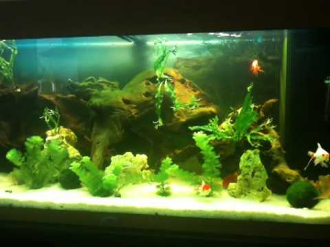 rio 180 juwel  aquarium poissons japonais 2.MOV