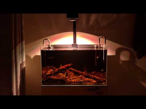 rio negro biotope (kessil a360x tuna sun)