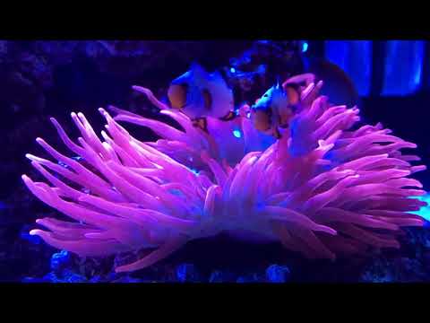 Rose Anemone under Kessil A80