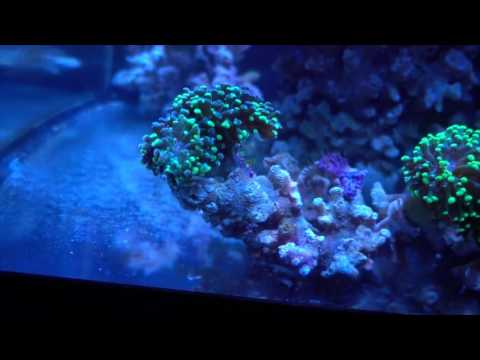 Rose Bubble Tip Anemone RBTA and Kessil A80 Tuna blue