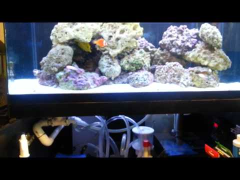 RSM 250, bubble magus ES5, manifold, ATM Colony