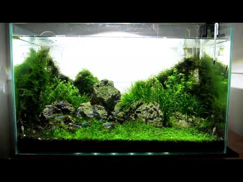 ruuuey iwagumi – featuring Kessil A150W Amazon Sun LED