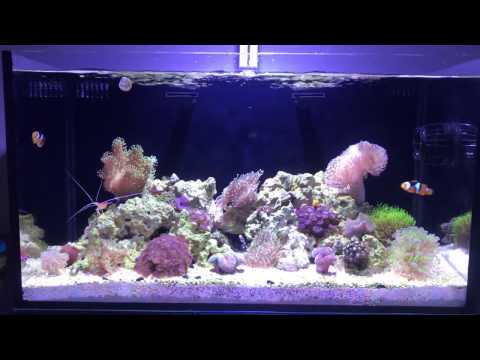 Ryan's Innovative Marine Fusion 20g