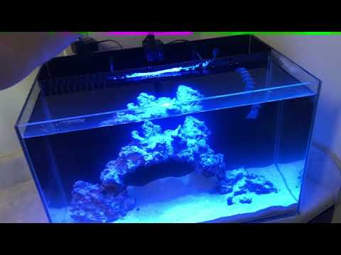SC 24 Gal all in One with Kessil A80