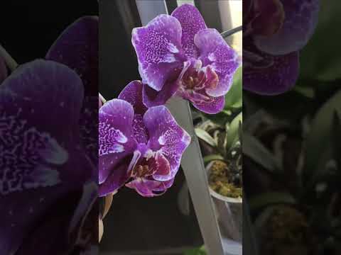 Scaping a Biorb Air Automatic Terrarium with Orchids! – Diana's Orchids #shorts
