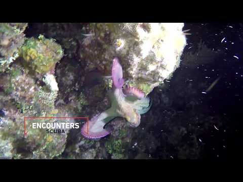 Scuba Diving Encounters: Caribbean Reef Octopus in Roatan, Honduras