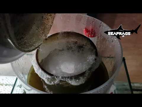Seafrags.pl – prezentacja Bubble Magus Curve D9