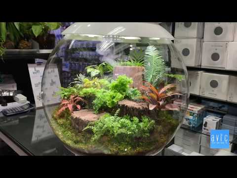 Set up tank in biorb air 60 L.