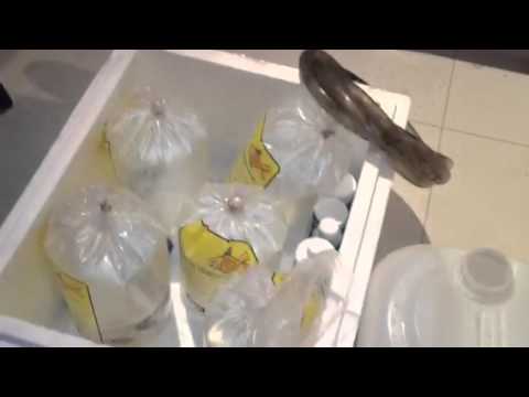 Setting up an aqua one 850 saltwater aquariums