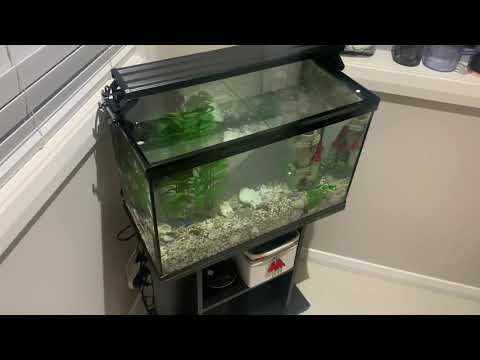Setting up an Aqua One Horizon tank