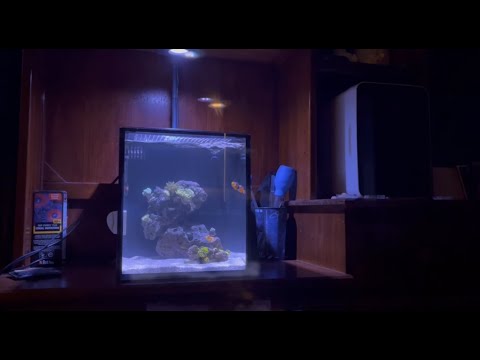 Setting Up Nano Reef Tank Innovative Marine 10 Gallon NUVO Fusion