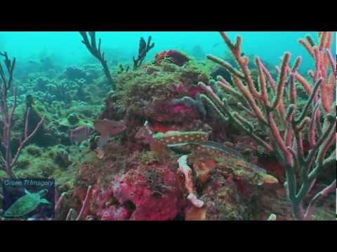Sharptail moray eels pester common reef octopus hd 2011