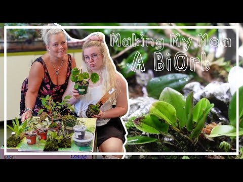Shopping For, Prepping, and Planting My Mom's BiOrb! At Home DIY Terrarium!