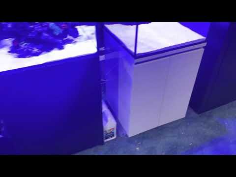 Should you get a Red Sea or Aqua One tank?