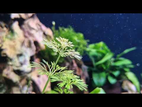 Shrimps enjoying life in the Juwel aquarium, Neocaridina davidi