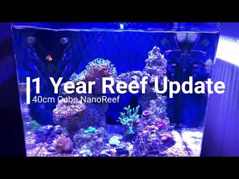 Simple Cheap Nano Reef: 1 Year Update