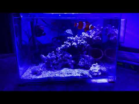 Simple reef 5gal Nano reef aqua knight led