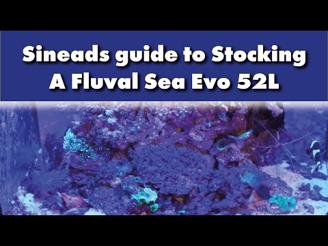 Sineads guide to Stocking A Fluval Sea Evo 52L