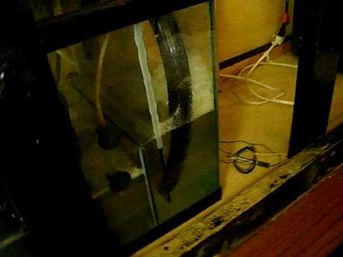 skimmer 2010 reef octopus 15 minutes running.AVI