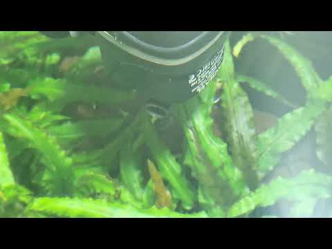 Skimmer do akwarium z Aquael Fan-1