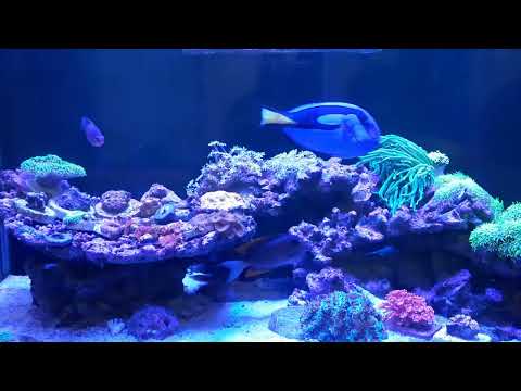 Skimmer Protein BUBBLE MAGUS C 3,5 Max 300 liter