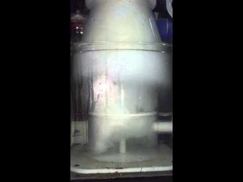 Skimmer – Reef Octopus Regal 250 internal. After day 3.