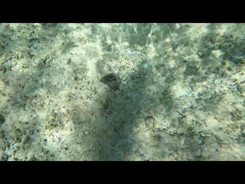 Sky Reef Octopus while snorkeling.
