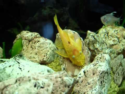 So entstand mein Juwel-Aquarium Vision 180