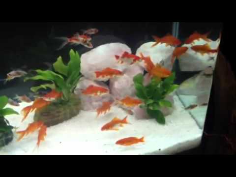 Some great ideas for setting up an aqua one 980 aquarium