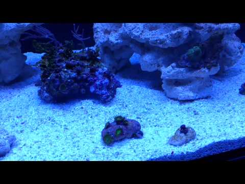 Sonny's reef octopus aquarium, update 1