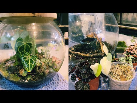 Step-by-Step Tutorial for a #BiOrb Terrarium | Making a BiOrb (Terrarium) from Fishbowl | Diy BioOrb