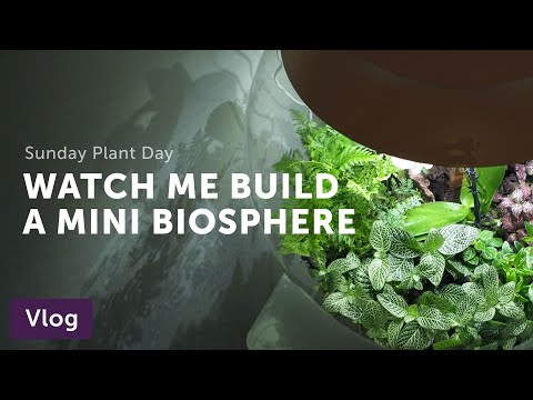 Step-by-Step Tutorial for a BiOrb Terrarium — Vlog 019