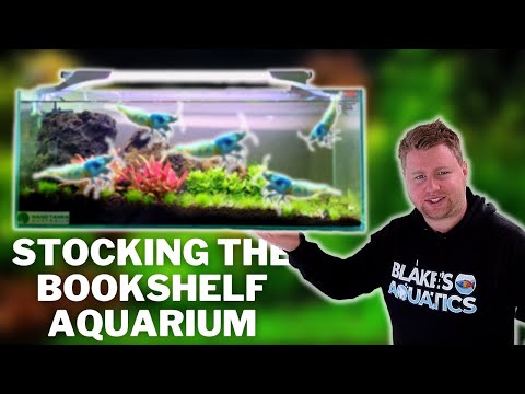 Stocking the Mr Aqua Bookshelf Tank – Aquael Mini Pat Filter Setup & Leddy Slim Light Review