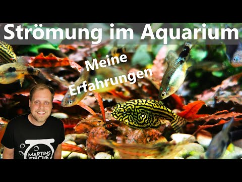 STRÖMUNG im Aquarium – Meine Erfahrungen