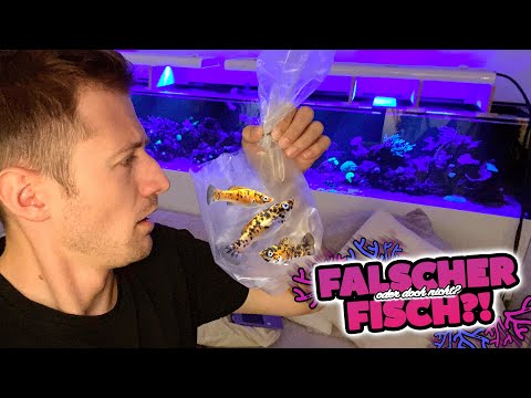 Süßwasser Fische in's Salzwasser setzen! ?