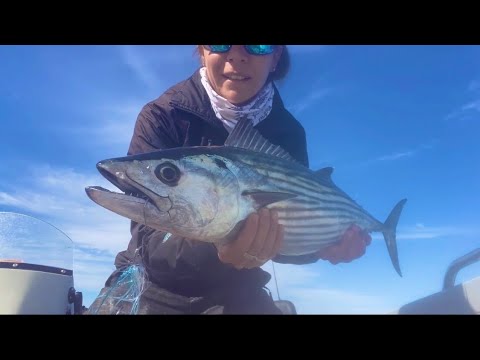 Sydney Reef Fishing using Pilchards – Spikes Fishing