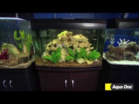 Talking fish- Different types of Aquarium choices – Aqua One