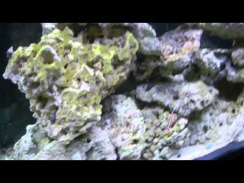 Tank Update bubble magus C 5.5 protein skimmer