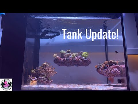 Tank Update| Innovative Marine Nuvo Fusion 14 Gallon Peninsula