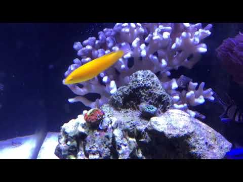 Tank Update – Red Sea Reefer 250 Deluxe